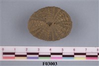 藏品(刻肋海膽)的圖片